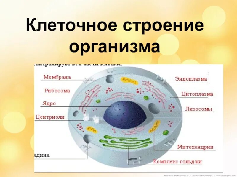 Строение клетки животного организма. Строение человеческой клетки 8 класс биология. Клеточное строение это в биологии. Строение клетки учебник биологии 8 класс.
