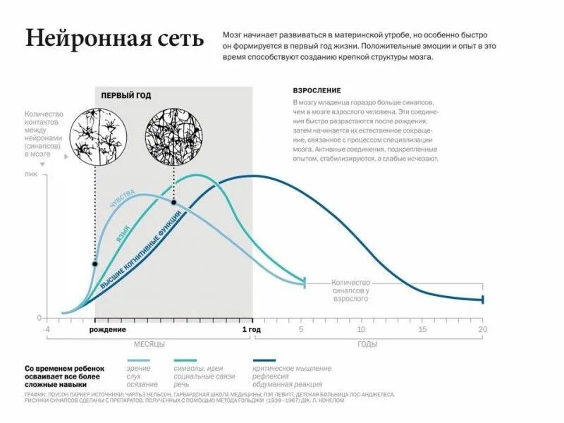 Фмрт. Пик активности мозга возраст. Уровень интеллекта в зависимости от возраста. Пики активности человека. График умственной активности.