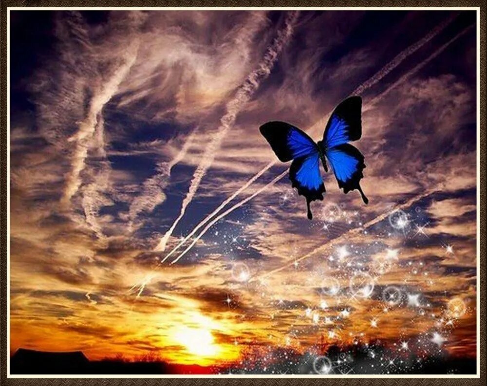 Ночная бабочка. Вечер бабочки. Бабочка ночью. Бабочка в полете. Спящие ночью бабочки
