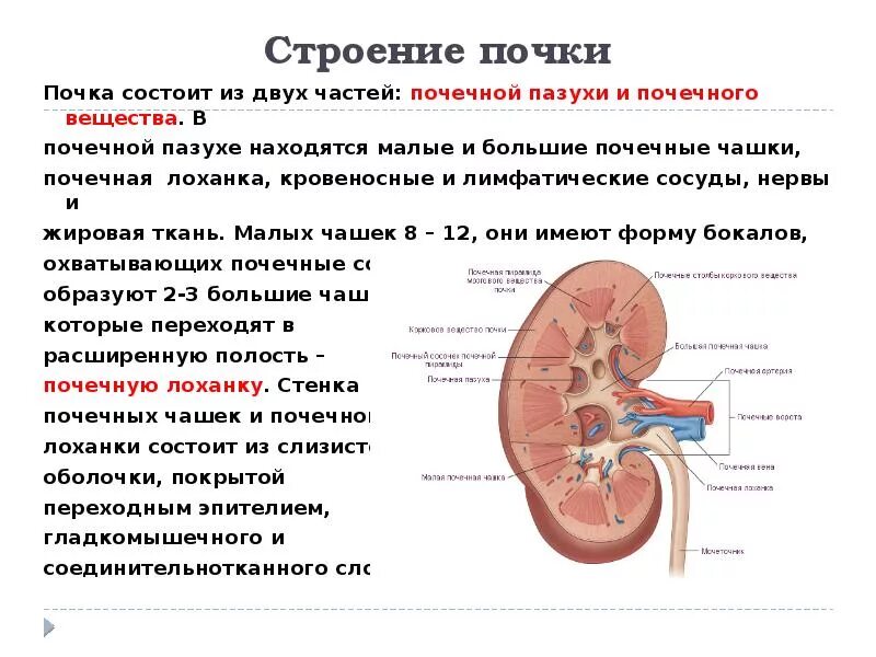 Структура лоханки. Почечная лоханка строение и функции. Строение почки почечная лоханка. Строение почки почечные чашечки. Строение стенки почечных чашек.