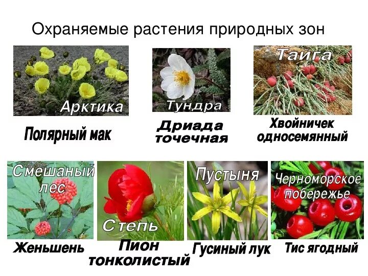 Сад содержащий коллекции охраняемых растений