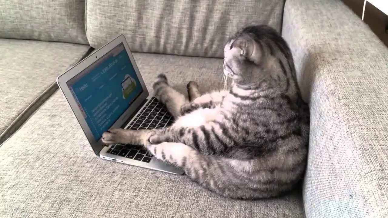 Сижу переписываюсь. Кот с компом. Котик с компьютером. Котик перед компьютером. Кот за компьютером.