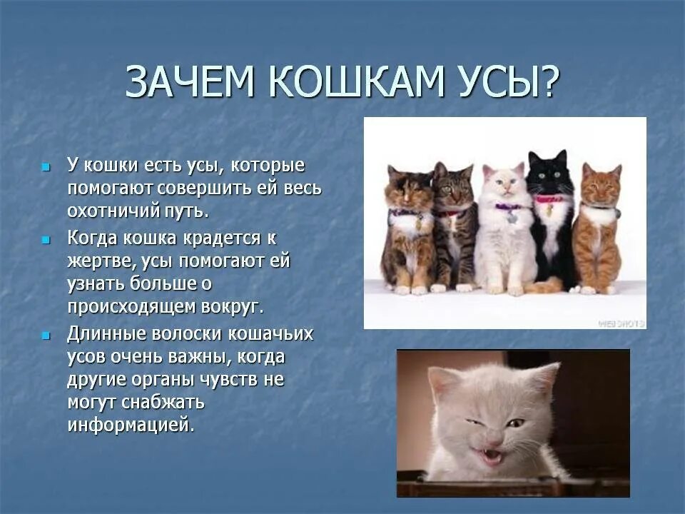 Для чего кошке усы. Для чего нужны усы кошкам. Зачем кошка. Зачем котам и кошкам усы. Почему кошку зовут кошку