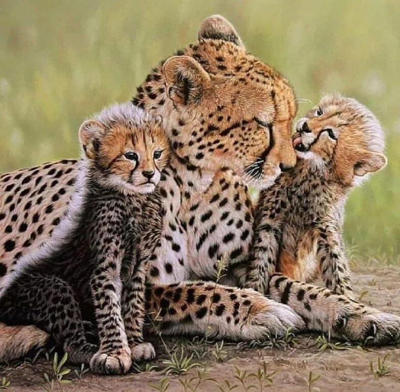 Семья диких животных. Гепард самка. Леопард Прайд. Гепарды в дикой природе. Детеныш гепарда.