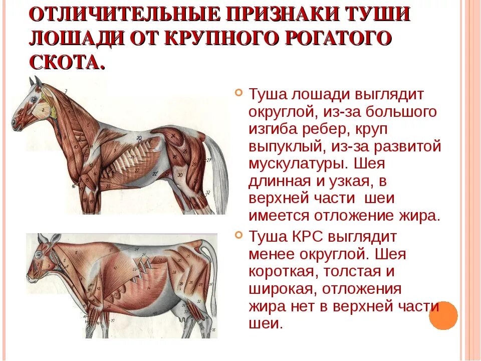 Сколько в лошади лошадиных