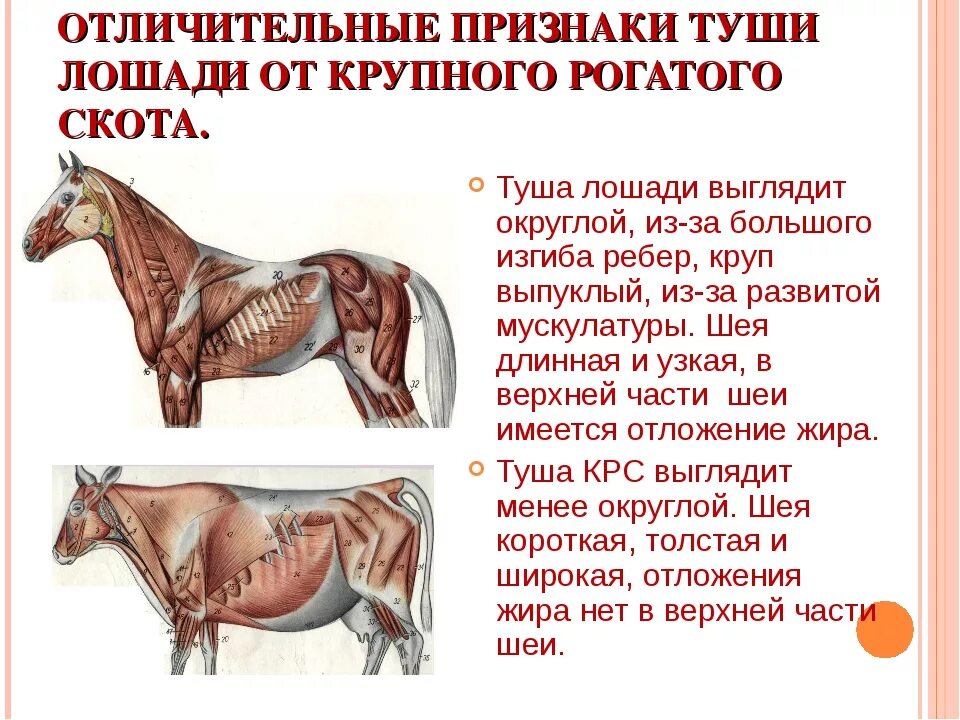 Лошади разбор. Части туши коня. Оценка упитанности лошади.