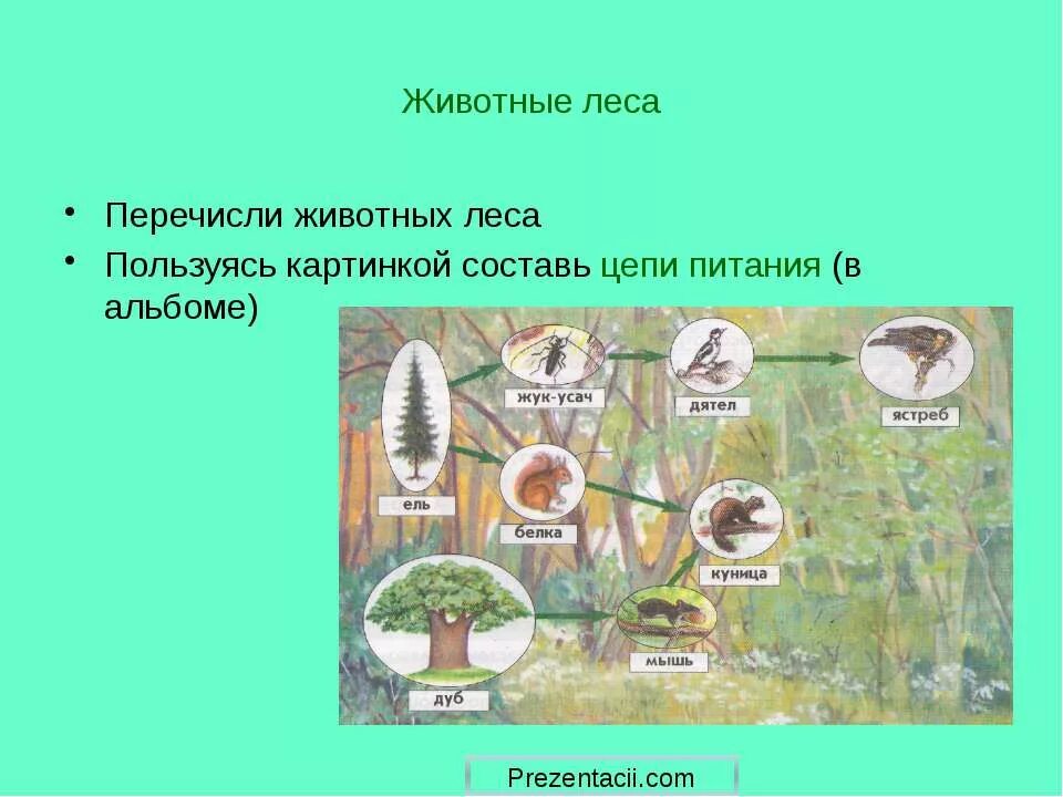 Составить пищевую цепь леса. Пищевые цепи питания в еловом лесу. пищевая цепочка в лесу. цепь питания леса. пищевая цепь леса.