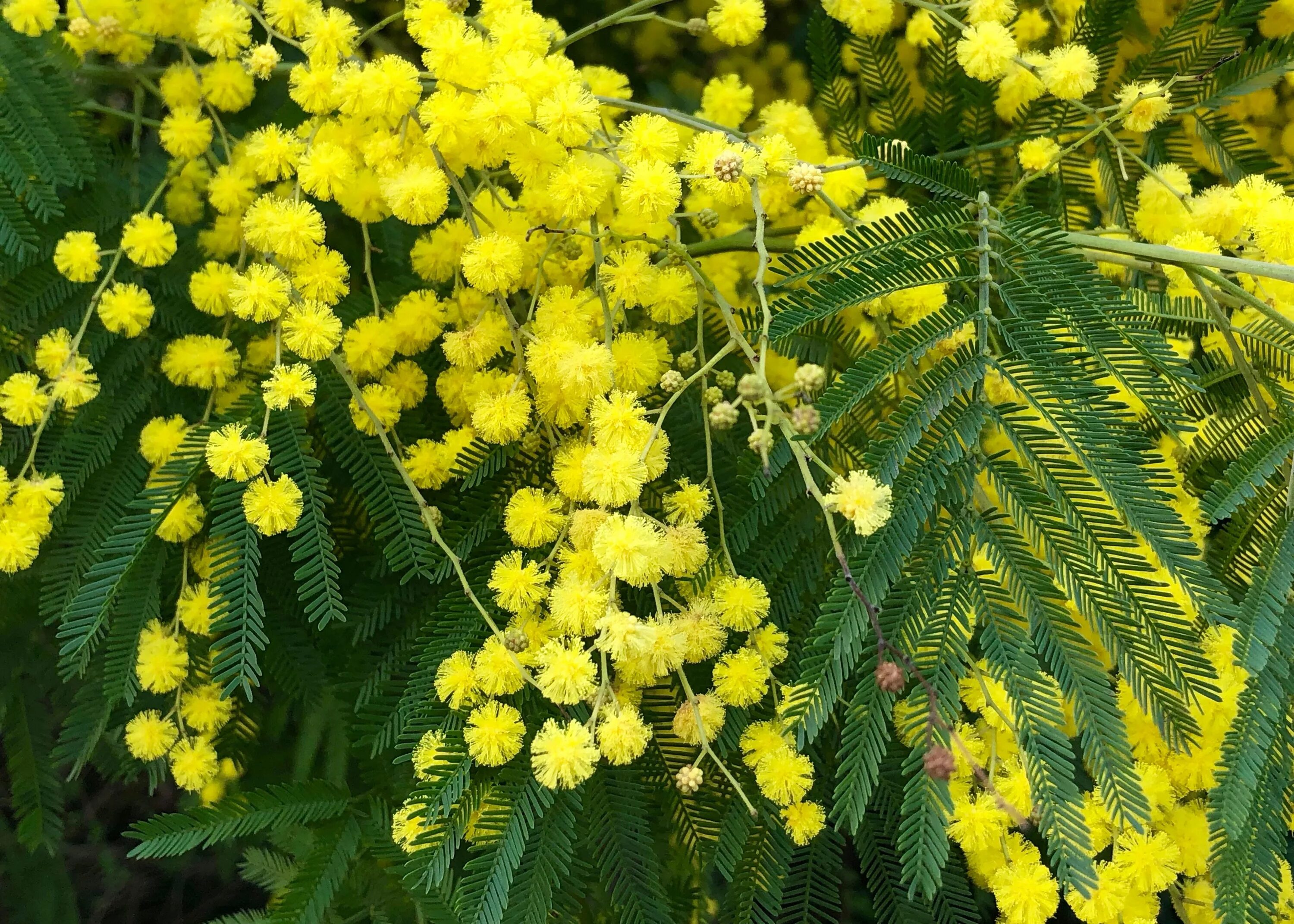 Почему акацию называют мимозой. Акация серебристая Мимоза. Acacia dealbata (Акация). Акация серебристая (Acacia dealbata). Серебряная Акация Мимоза.