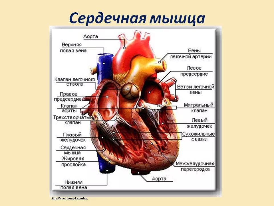 Миокард правого предсердия. Строение сердечной мышцы анатомия. Строение сердечная мышци.