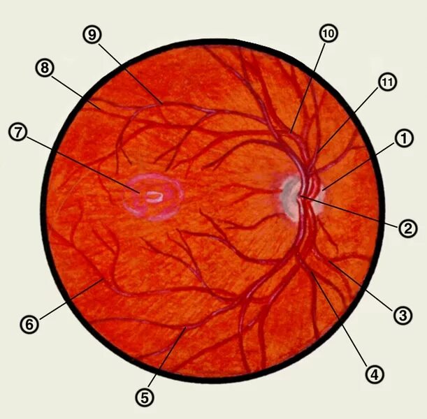 Центральная Вена сетчатки анатомия. Офтальмоскопическая картина нормального глазного дна. Глазное дно сетчатка глаза анатомия. Сосуды сетчатки глаза анатомия. Центр сетчатки