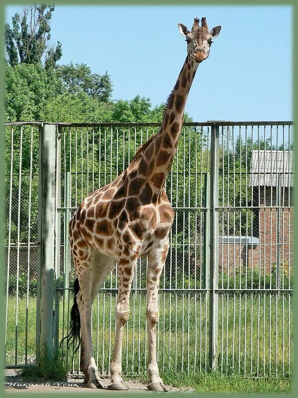 жираф в ростовском зоопарке. зоопарк далянь жираф. ростов-на-дону зоологическая улица 3 ростовский-на-дону зоопарк. жираф в ростовском зоопарке. жираф липа в московском зоопарке.