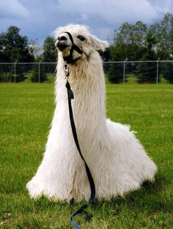 Llama2