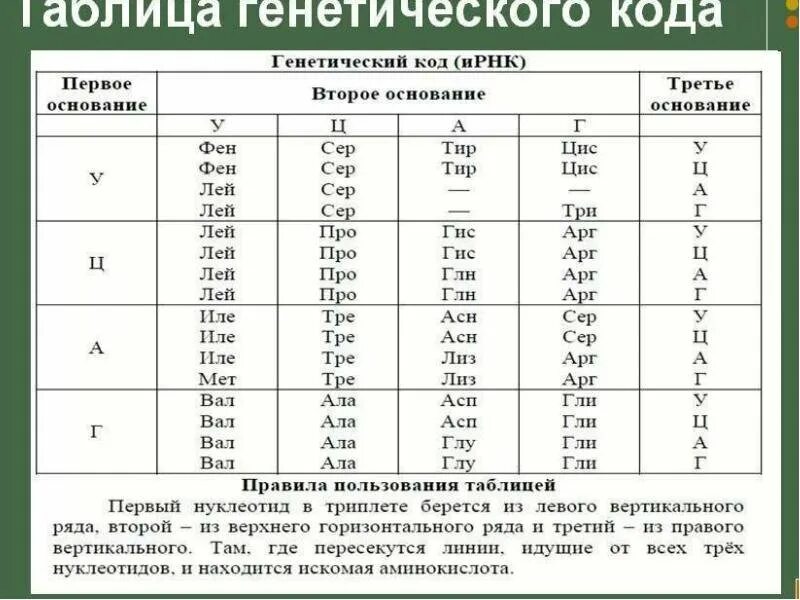 Транскрипция мутация. Последовательность нуклеотидов ИРНК. Таблица генетического кода и-РНК. Генетический код нуклеотиды таблица. Таблица кодонов аминокислот РНК.