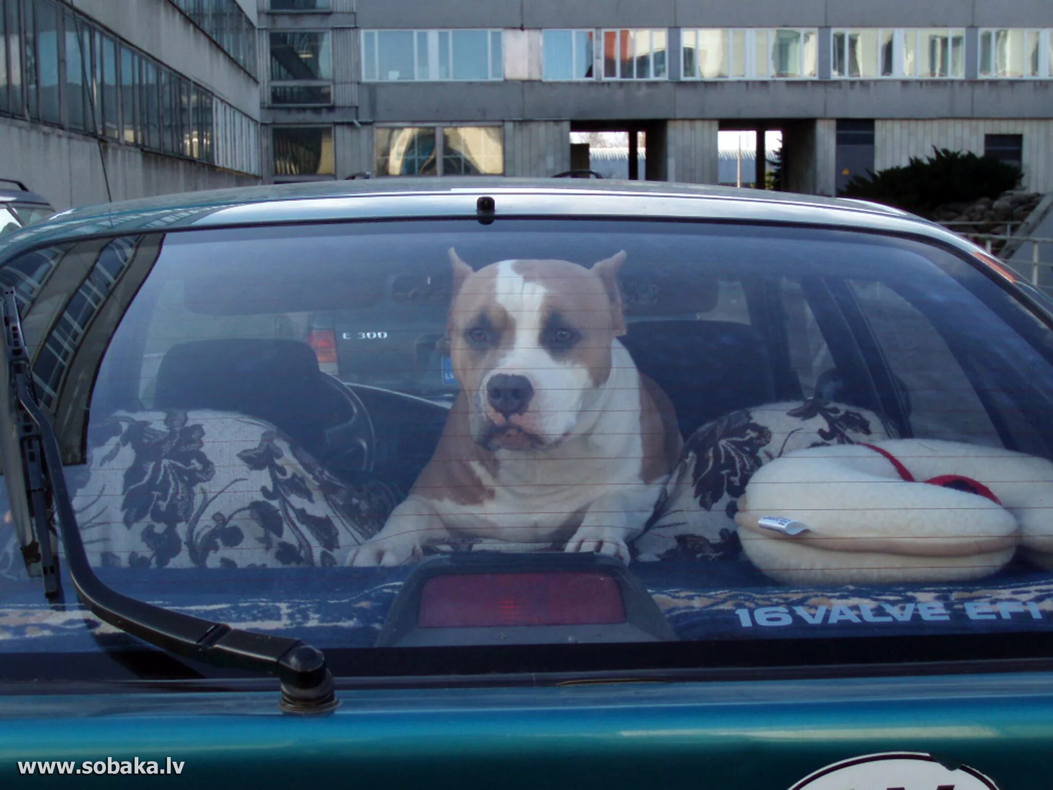 Собака в машине. Наклейка на авто амстафф. Ам стаффордширский терьер. Американский стаффордширский терьер голубой. Американский стаффордширский терьер.