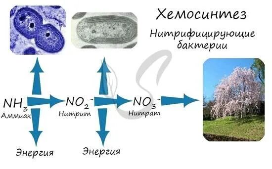 Способ питания нитрифицирующих бактерий. Нитрифицирующие бактерии тип питания. нитрифицирующие бактерии автотрофы. нитрифицирующие бактерии относят к. нитрифицирующие бактерии фотосинтезируют.