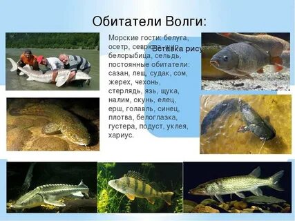 Какая рыба водится в волге