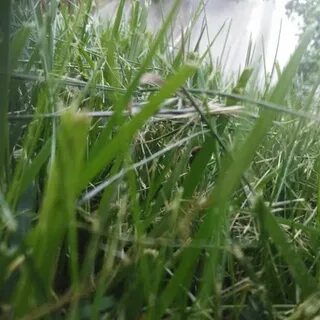 Травка зеленеет видео