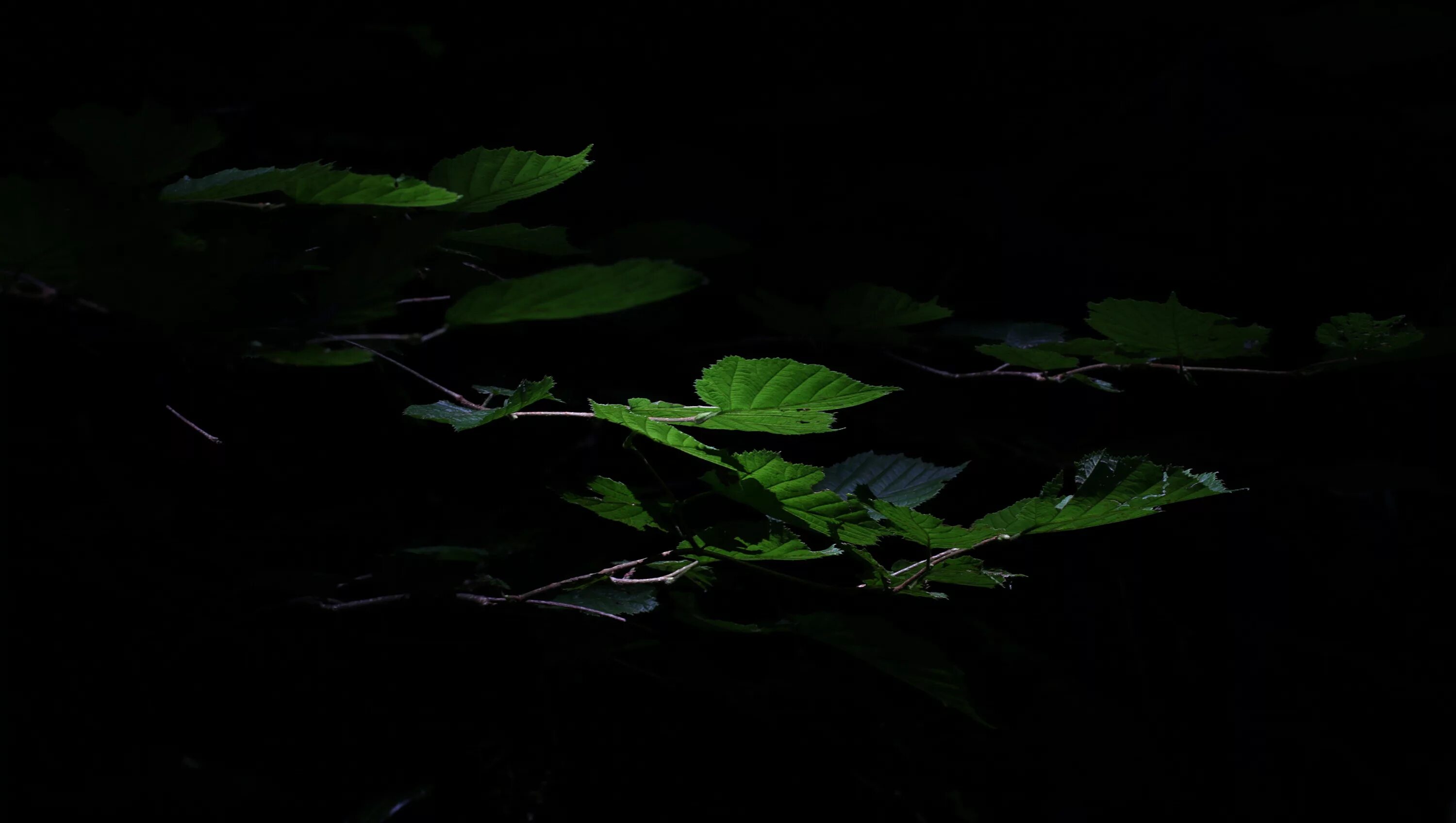 Ночью по листьям стучал беспрерывно. Листья ночью. Темные листья. Черный лист. Листья на черном фоне.