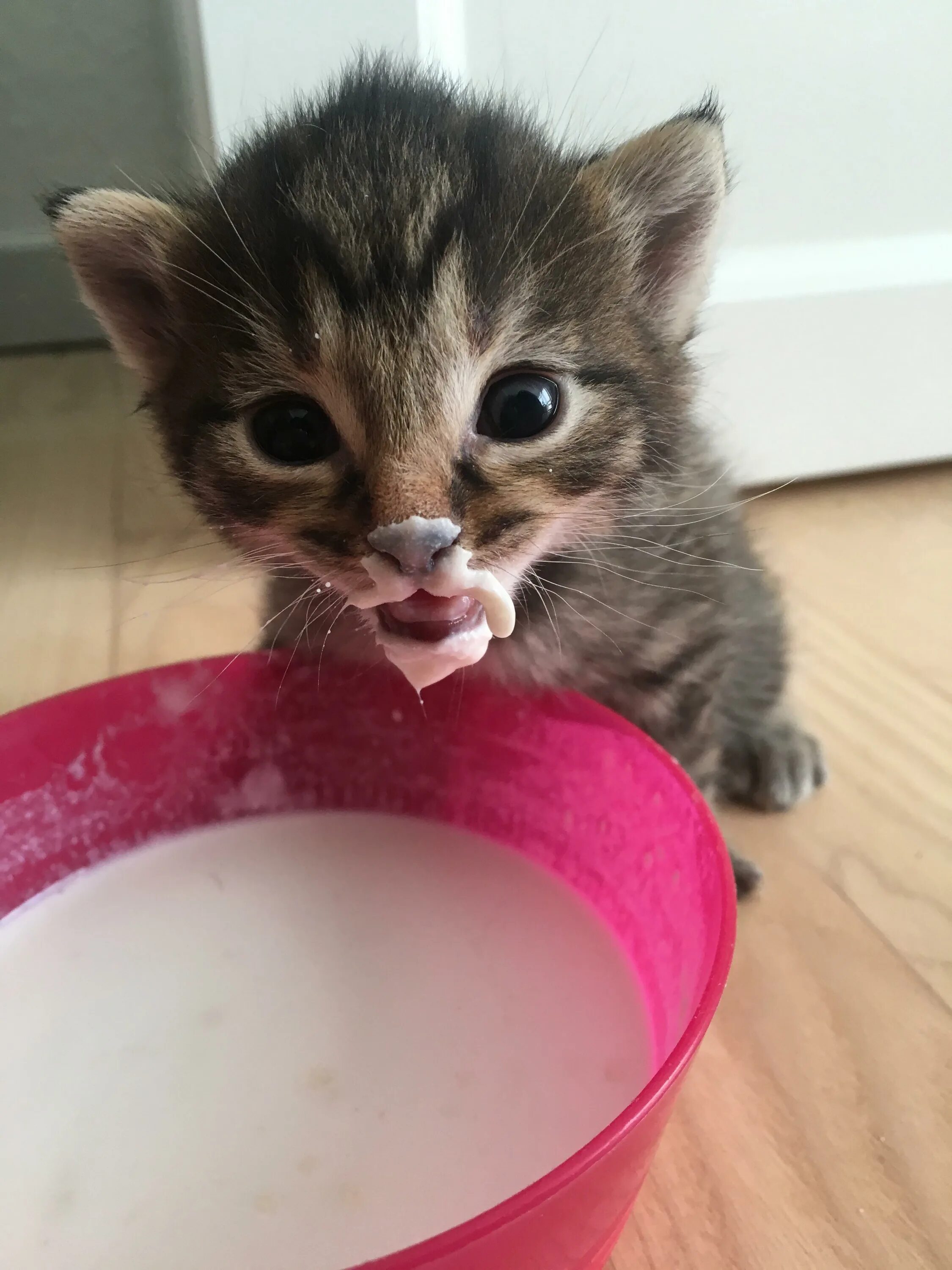 Есть сметану на ночь. Кот в сметане. Смешной кот в сметане. Котенок в молоке. Котенок кушает.