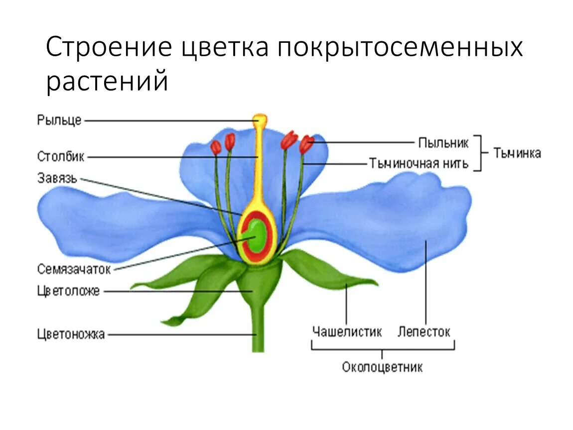 Схема строения цветка покрытосеменных. Строение цветка покрытосеменных растений с функциями. Строение цветка схема венчик. Пыльник тычиночная нить рыльце. Строение цветка подписать части цветка