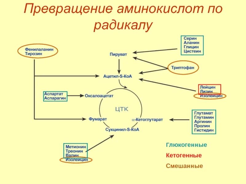 Гликогенные и кетогенные аминокислоты. Гликогенные кетогенные смешанные аминокислоты. Превращение аминокислот в организме. Преобразование аминокислот. Превращение аминокислот в клетках.