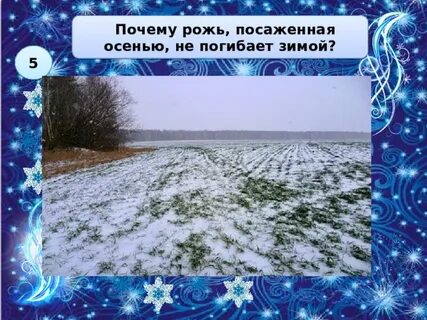 Почему рожь посажена осенью зимой не погибает