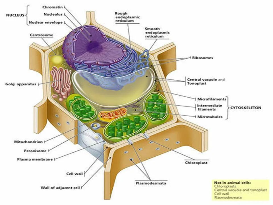 Клеточная стенка есть у животных. Клетка plant cell. plant cell structure. клеточная стенка проницаема для воды. typical plant cell.