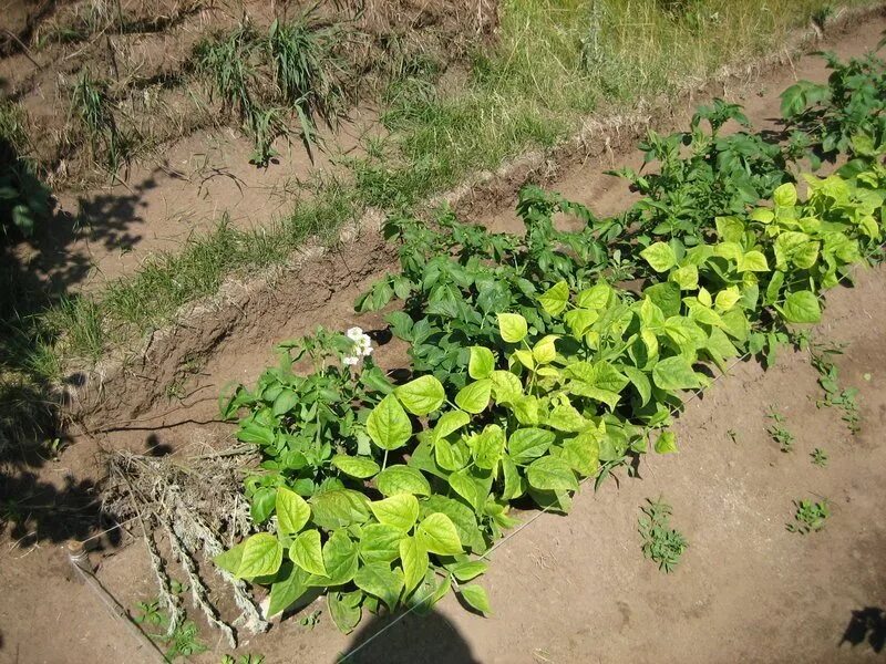 Можно ли посадить фасоль. Фасоль на грядке. Совместные посадки с картофелем. Картофель и фасоль на одной грядке. Картофель и горох на одной грядке.