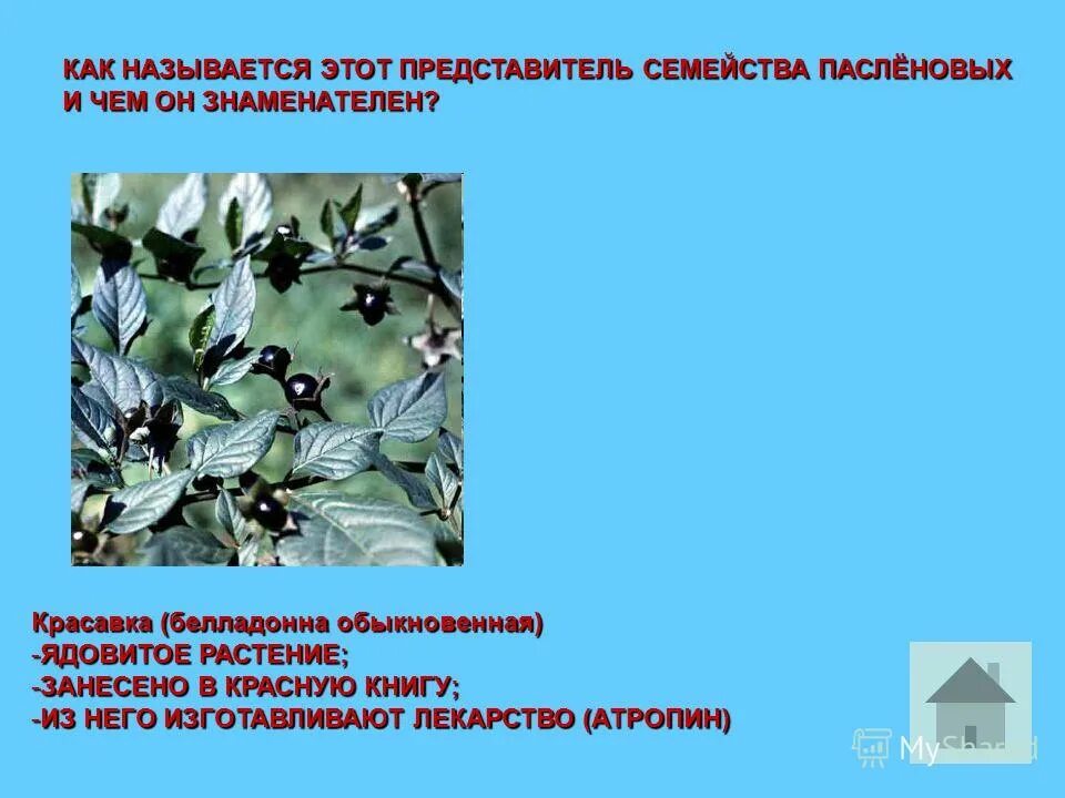 Волчеягодник ядовитое растение. Ландыш майский ягоды ядовиты. Ландыш майский крым. Красная книга растения волчье лыко. Растения из красной книги волчье лыко.