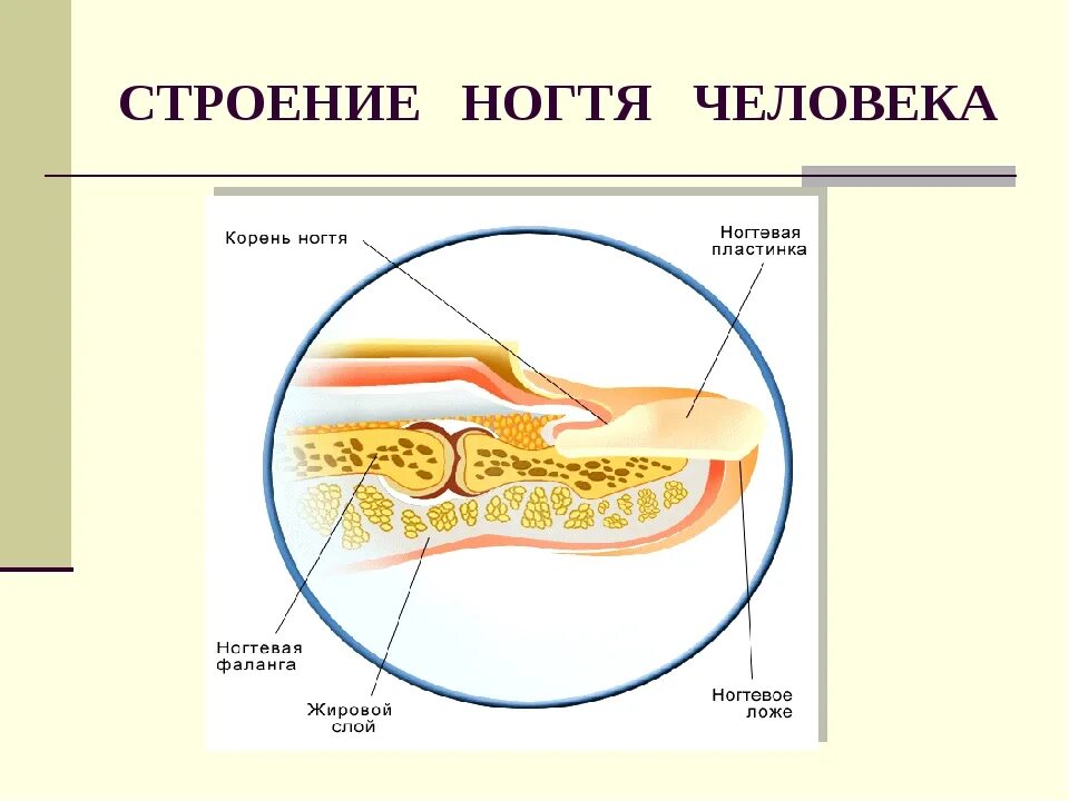 Ноготь корень слова. Строение ногтя. Структура ногтя. Строение ногтя человека. Анатомическое строение ногтя.