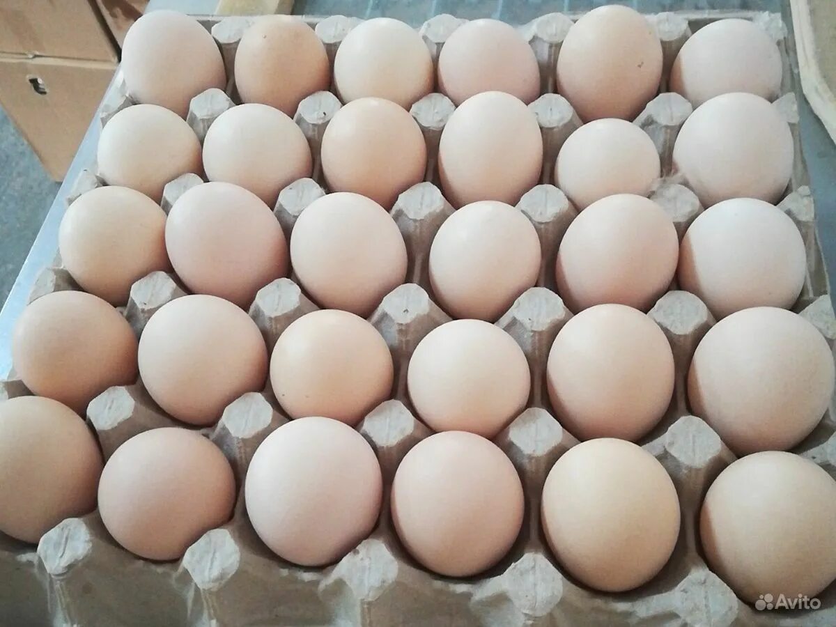 Купить инкубационное яйцо в воронежской области