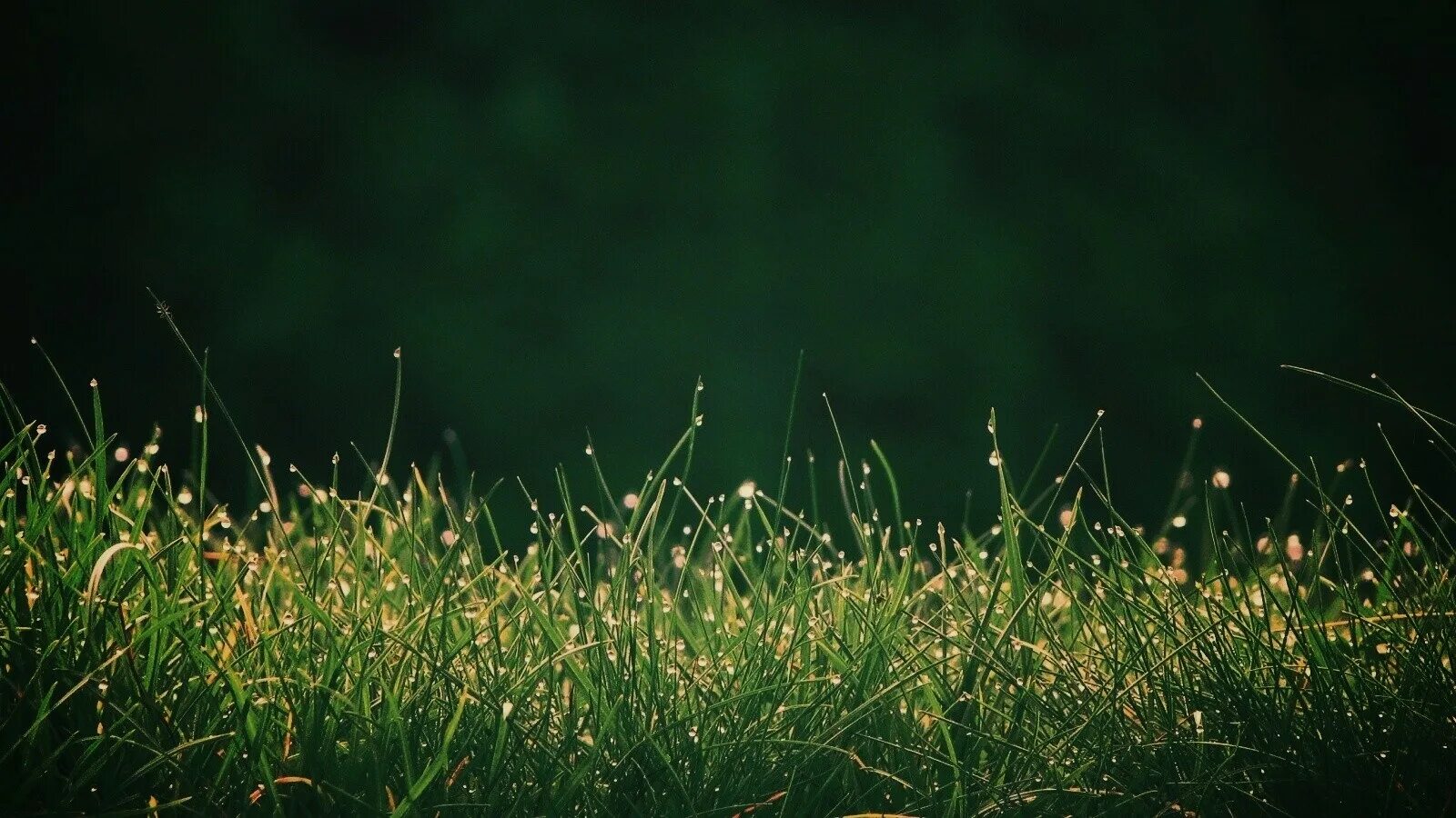 природа дождь. фон для рабочего стола трава. солнце после дождя. обои после дождь. природа после дождя.