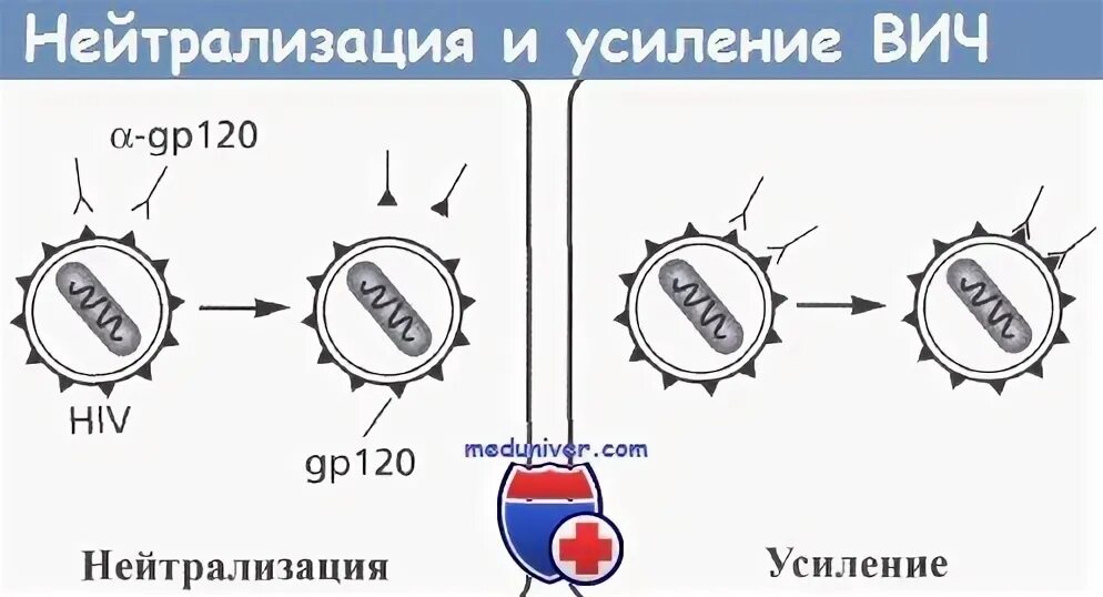 Белки вич. Антителозависимое усиление инфекции. Белки ВИЧ gp120 это. Плазмаферез антителозависимое усиление вирусных инфекций.