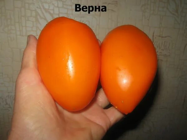 Томат сорт верный. Томат верна оранжевая. томат верна. томат верный. помидоры венгерка.