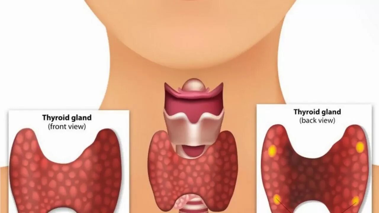 Щитовидная железа иллюстрация. Здоровая щитовидная железа. Щитовидная железа красивая картинка.