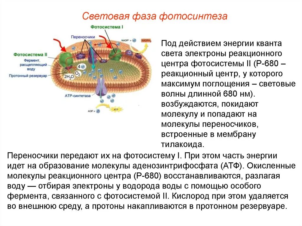 Световая фаза. Ферменты фотосинтеза. Источник энергии световой фазы фотосинтеза.