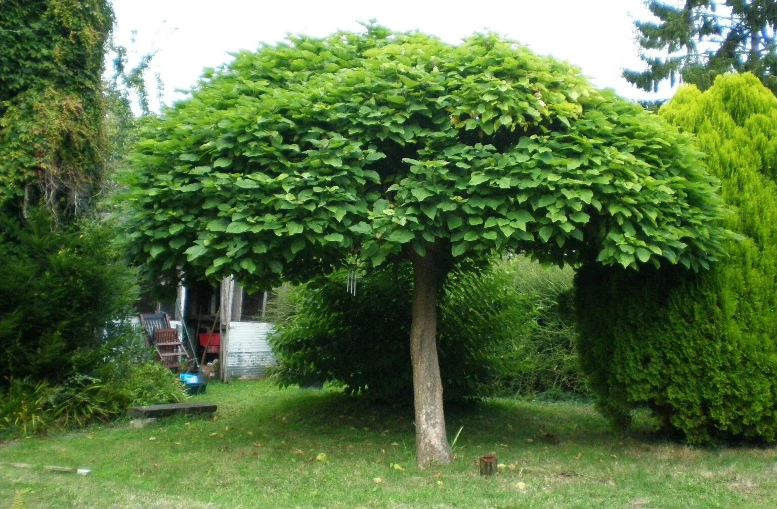 туи брабант вдоль забора. клен остролистный глобозум. граб живая изгородь. катальпа бигнониевидная nana. граб обыкновенный изгородь.