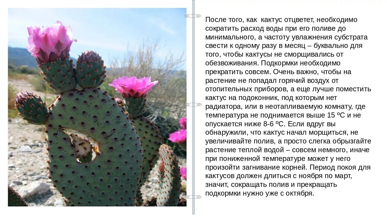 Сообщение о кактусе 2 класс окружающий мир