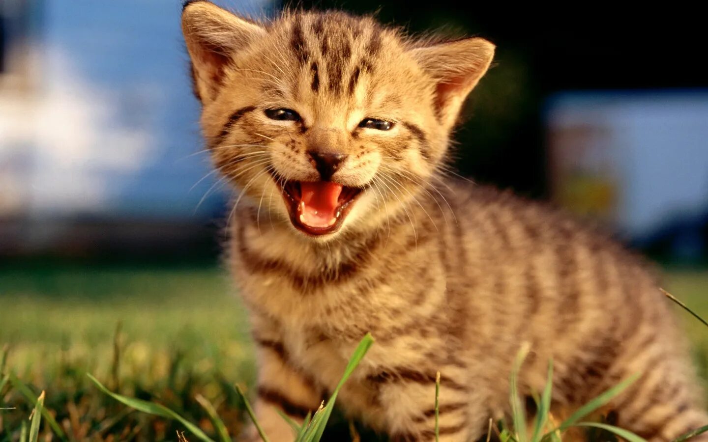Счастливый кот. Кот улыбается. Радостный кот. Кот мяукает. Cat is happy