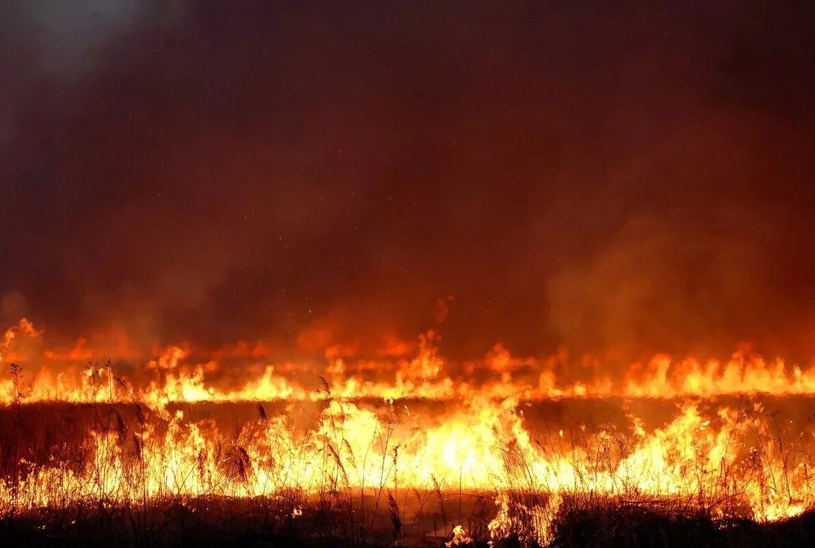Пожар фото. Поджог поле. Выжженная трава. Пожар в поле. Горящие поля.