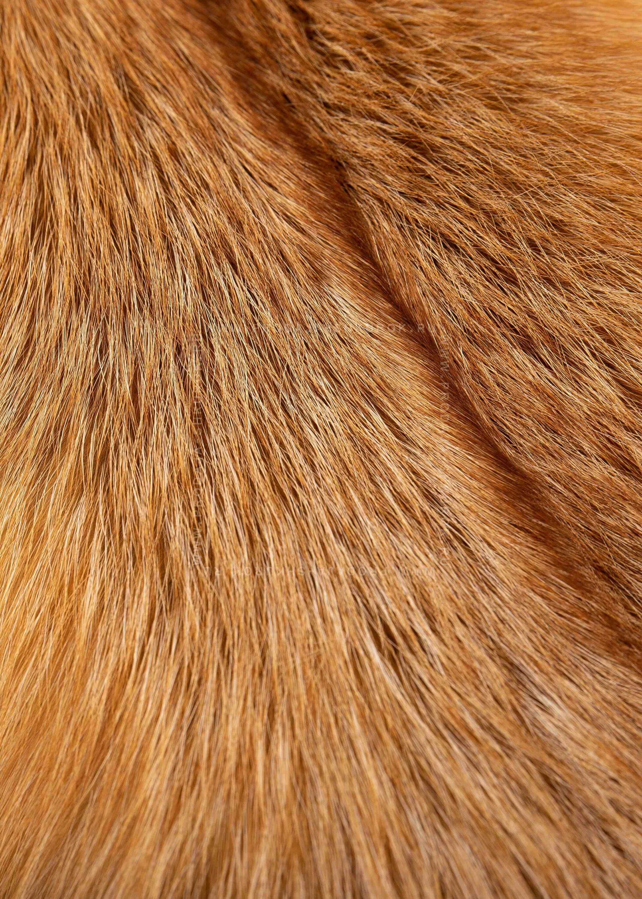 Мех чернобурки рыжий. Лисий мех. Шерсть лисы. Лисий мех. Шерсть животных.