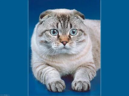 Шотландская кошка характеристика породы