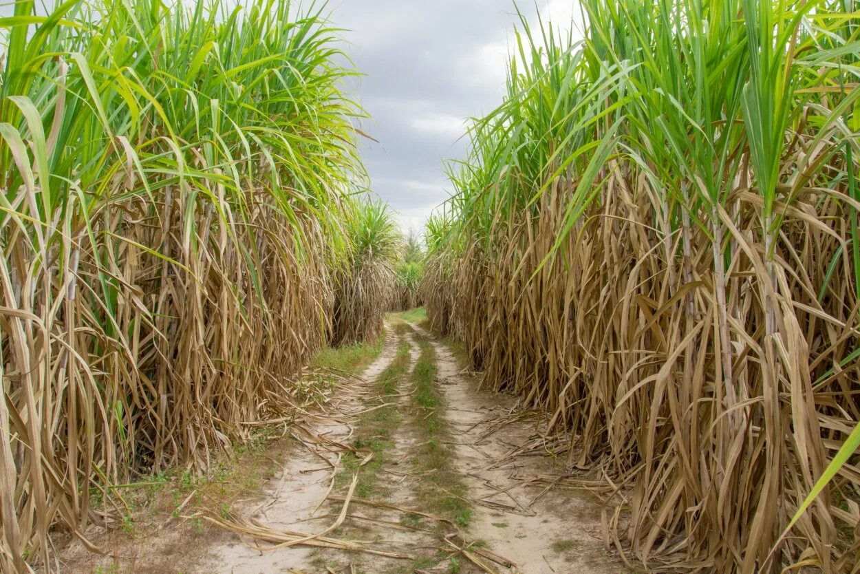 Куба сахарный тростник плантации. Сахарный тростник в Андах. Сахарный тростник в Египте. Гаити сахарный тростник.