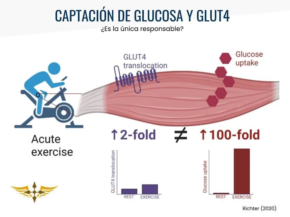 Glucosa que es y donde se encuentra