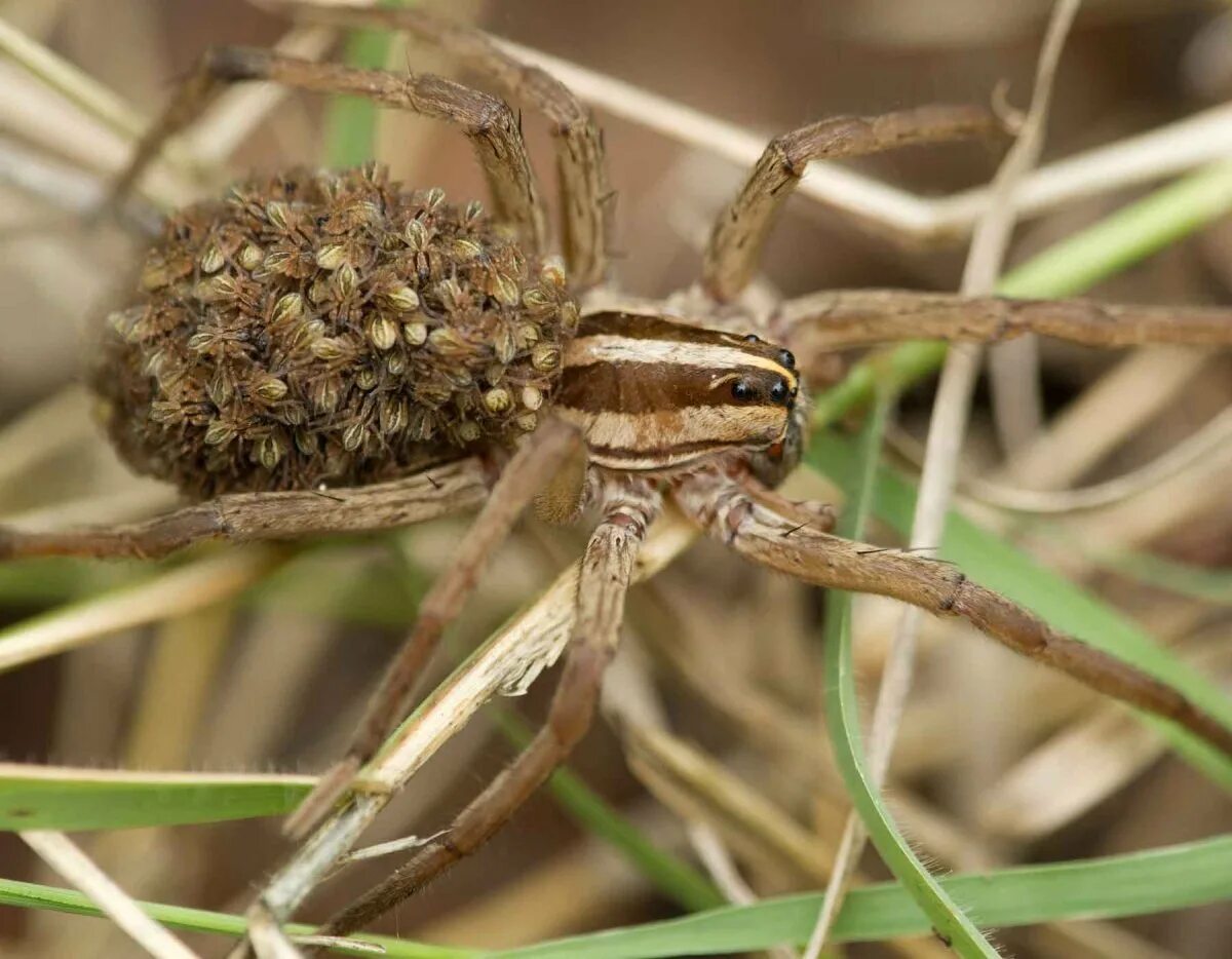 Пауки волки опасны для человека. Паук волк. Вулф Спайдер. Паук-волк Wolf Spider. Паучата паука волка.