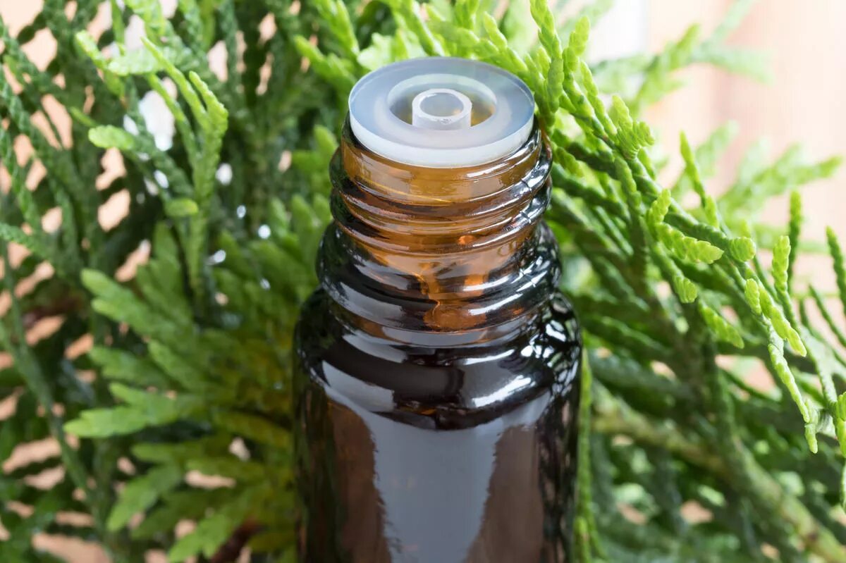 туя хвойные. туя смарагд веточка. туя западная хвоя. артыш можжевельник.