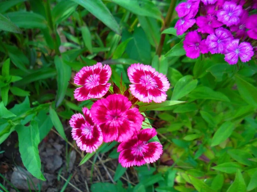 турецкая гвоздика многолетка. гвоздика dianthus chinensis. гвоздика альпийская криспа. гвоздика садовая посадка уход. гвоздика садовая посадка уход.