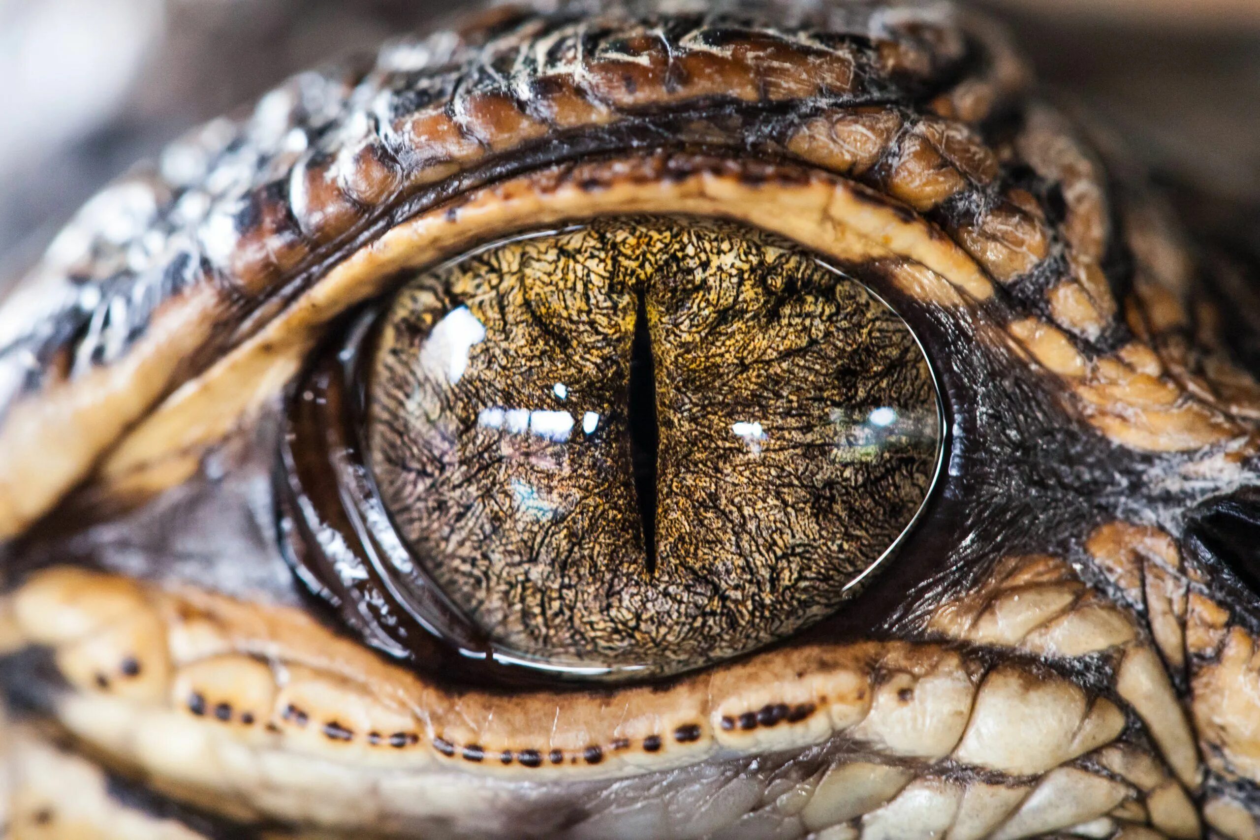 Прозрачные веки у змей. Глаз рептилии. Зрачок рептилии. Зрачок крокодила. Крокодильи глаза.