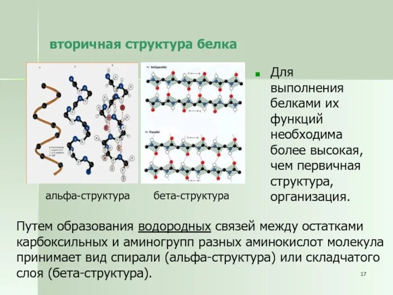 Какая связь более устойчивая. Вторичная структура белков Альфа и бета структуры. Вторичная структура белка спираль. Вторичная структура белков бета структура. Альфа спираль вторичной структуры белка.