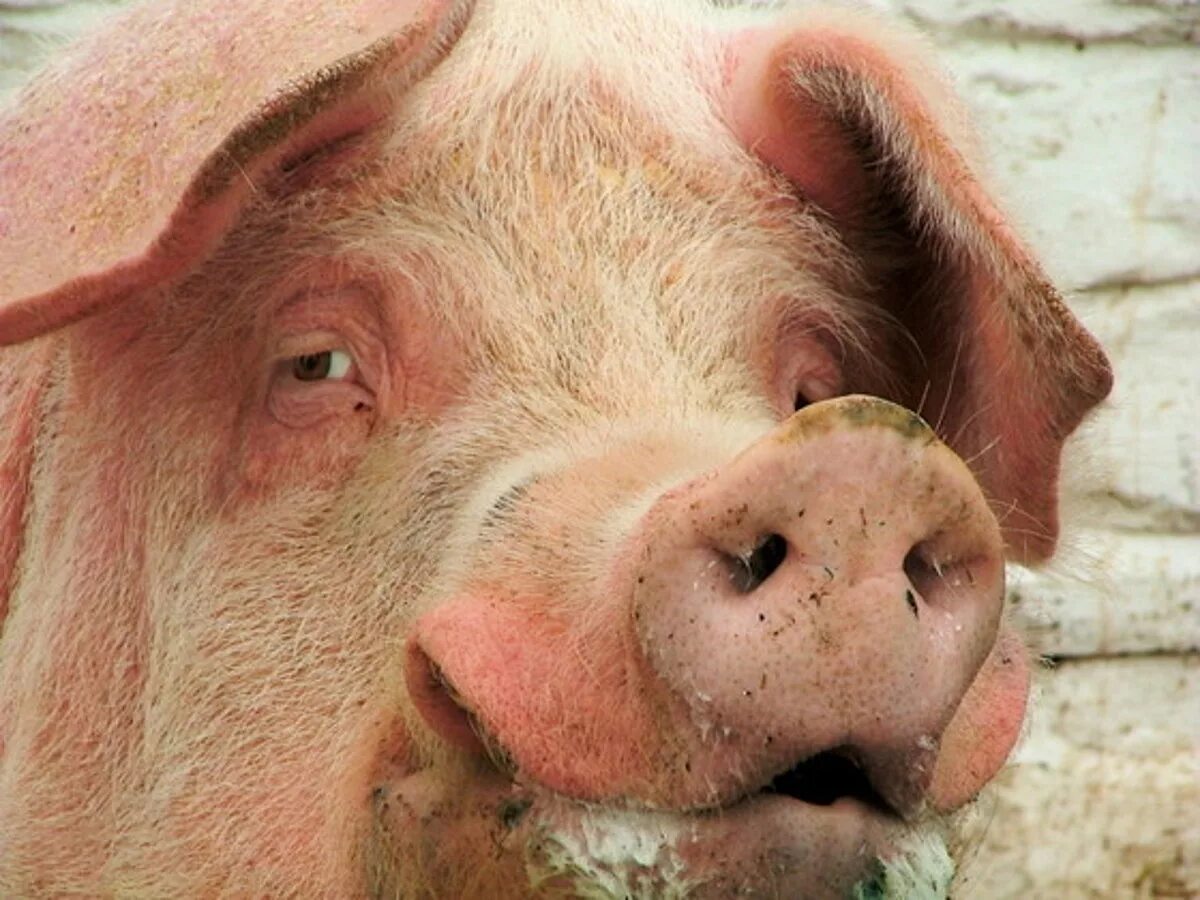 Pig looking